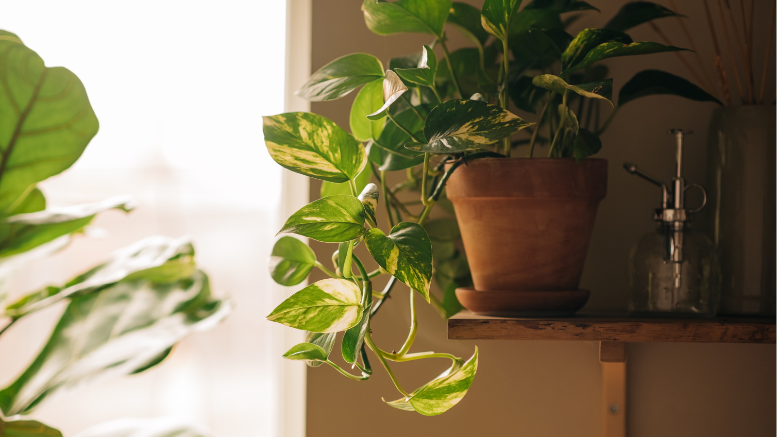 How to Water Houseplants the Right Way