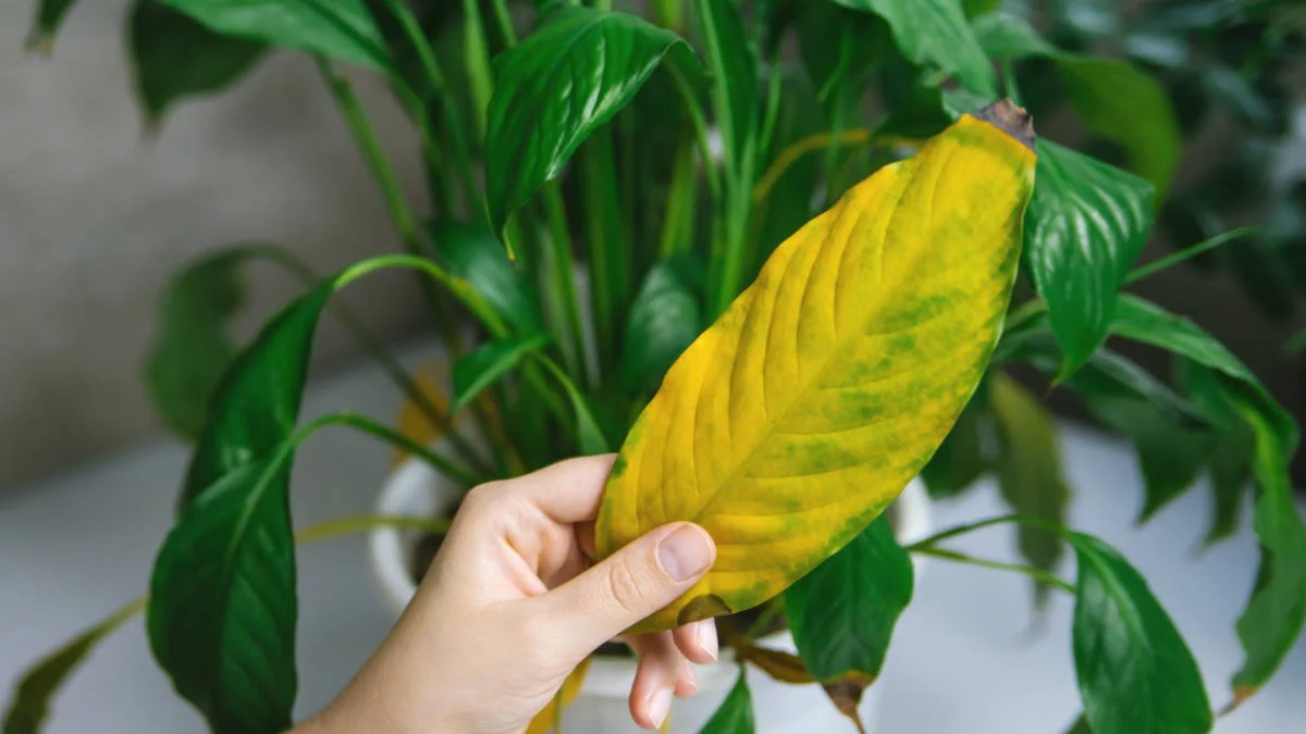 Why Are My Plant’s Leaves Turning Yellow