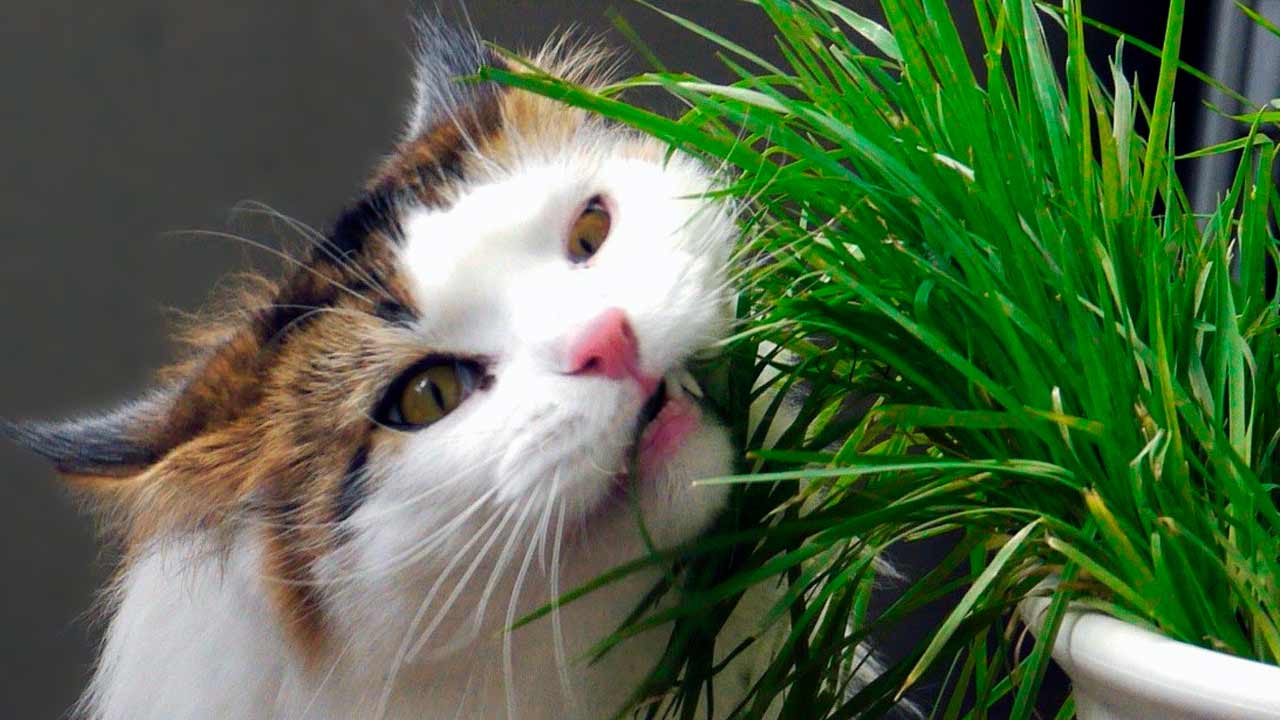 Pet-Safe Houseplants