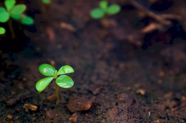 What Type of Soil Do Houseplants Actually Need?
